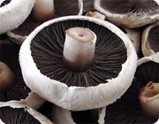 Cairns Mushrooms Agaricus bisporus